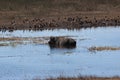 Buffalo in Chobe River