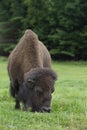 American Bison, Buffalo closeup grazing in a grassy meadow in Canada Royalty Free Stock Photo