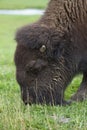 American Bison, Buffalo closeup grazing in a grassy meadow in Canada