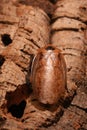 Buffalo Cockroach - Archimandrita tesselata Royalty Free Stock Photo