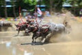 Buffalo competition in dirt track