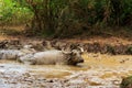 Buffalo cooling down in a pond Royalty Free Stock Photo