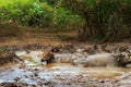 Buffalo cooling down in a pond Royalty Free Stock Photo