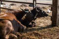 Buffalo couple sit inside byre at sunset. animal farm Royalty Free Stock Photo