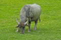 Buffalo covered in mud, grazing in a meadow in the Hungarian countryside