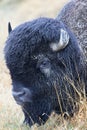 Buffalo covered in mud after rain Royalty Free Stock Photo