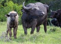 Buffalo Cow and Calf Royalty Free Stock Photo