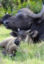 Buffalo Cow and Calf Royalty Free Stock Photo