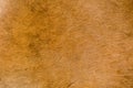 Buffalo cow skin background texture Royalty Free Stock Photo