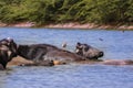 buffalo crossing a river in the Lake Nakuru National Park ,indian buffaloes bathing in lake,Buffaloes natural habitat in india Royalty Free Stock Photo