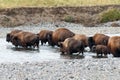 Buffalo crossing the river in Yellowstone