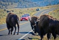 Buffalo crossing road in Yellowstone national park, US