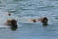 Buffalo crossing the Yellowstone river