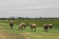 Group buffalo walking and eating in the green field.