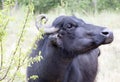 Buffalo in a dairy farm