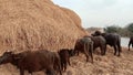 Buffaloes eating hay waterbuffaloes eating rice straw Sindhi Kundhi banni buffles deau bufalo deagua, bufalo marinho video