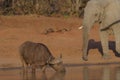 Buffalo drinking water with a blurred elephant in the background Royalty Free Stock Photo