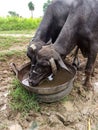 India buffalo drinking water Royalty Free Stock Photo