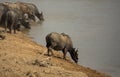 Buffalo drinking water distant from the herd Royalty Free Stock Photo