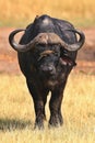Buffalo in the dry nature habitat Royalty Free Stock Photo
