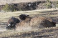 Buffalo dusting self off from insects Royalty Free Stock Photo