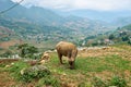 Buffalo eat grass at ricefield in lao chai sapa valey in Vietnam