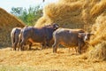 A Buffalo eating dry stack straw.