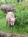 Buffalo eating grass Royalty Free Stock Photo