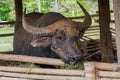 Buffalo eating Royalty Free Stock Photo