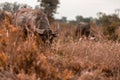 Buffalo eating grass at the field with bird in the evening