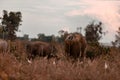 Buffalo eating grass at the field with bird in the evening