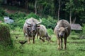 Buffalo eating grass in fields at Chiang Mai. Royalty Free Stock Photo