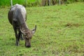Buffalo eating Royalty Free Stock Photo