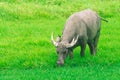 Buffalo is eating grass. Royalty Free Stock Photo