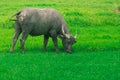 Buffalo is eating grass. Royalty Free Stock Photo