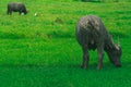 Buffalo is eating grass. Royalty Free Stock Photo