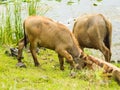 Buffalo eating grass near water pond. Royalty Free Stock Photo