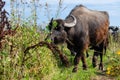 Buffalo in the tall grass