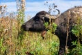 Buffalo profile Royalty Free Stock Photo