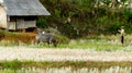 Buffalo is eating grass in a rice field that has been harvested