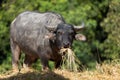 Buffalo eating hay