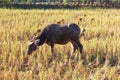 Buffalo eating hay