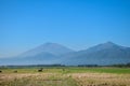 Buffalo eating in rice fields with a mountain background Royalty Free Stock Photo