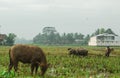 A buffalo eats grass on the edge of a rice field