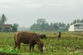 A buffalo eats grass on the edge of a rice field