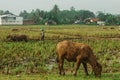 A buffalo eats grass on the edge of a rice field