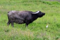 Buffalo and egrets