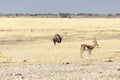 A buffalo at Etosha