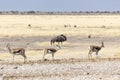 A buffalo at Etosha