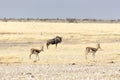 A buffalo at Etosha